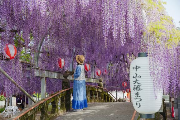 中山大藤（柳川市）10