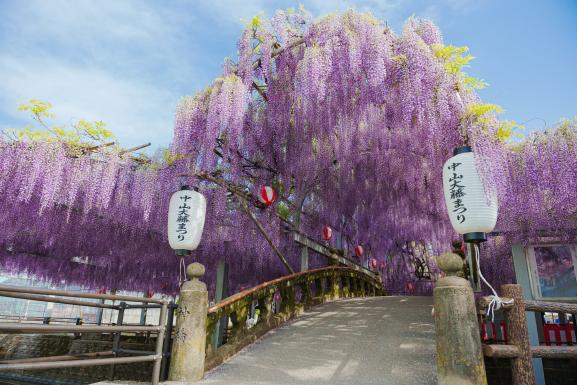 中山大藤（柳川市）11