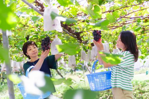 Grape picking04