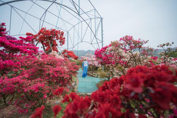 Kurume-shi Azalea Center (Kurume City)_01