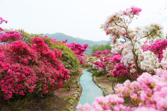 Kurume-shi Azalea Center (Kurume City)_08