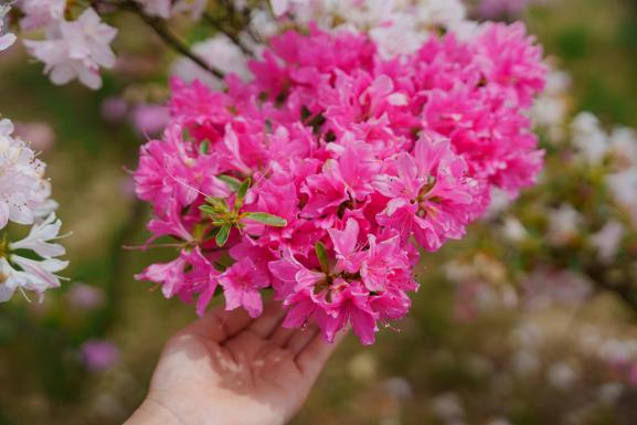 Kurume-shi Azalea Center (Kurume City)_10