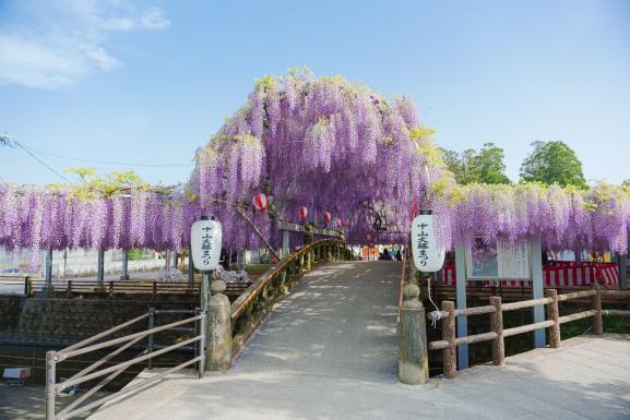 Nakayama Grand Wisteria (Yanagawa City)_05