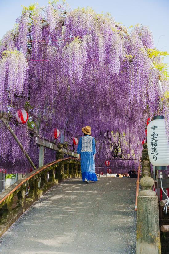 Nakayama Grand Wisteria (Yanagawa City)_09