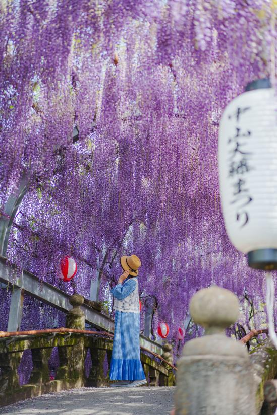 Nakayama Grand Wisteria (Yanagawa City)_16