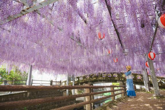 Nakayama Grand Wisteria (Yanagawa City)_17