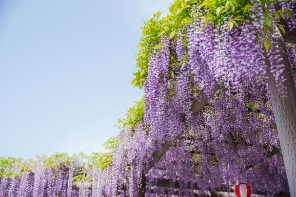 Nakayama Grand Wisteria (Yanagawa City)_19