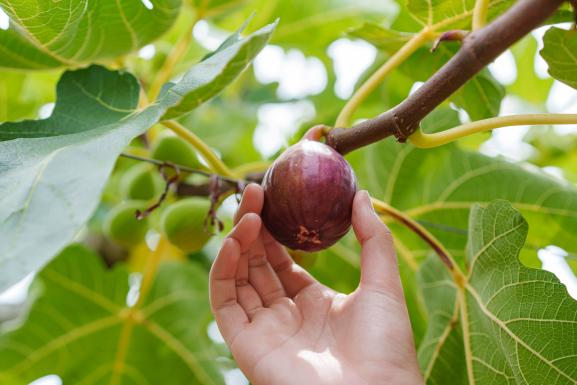 Fruit Picking (Fig 08)