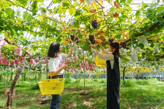 Grape Picking (Kyoho06)