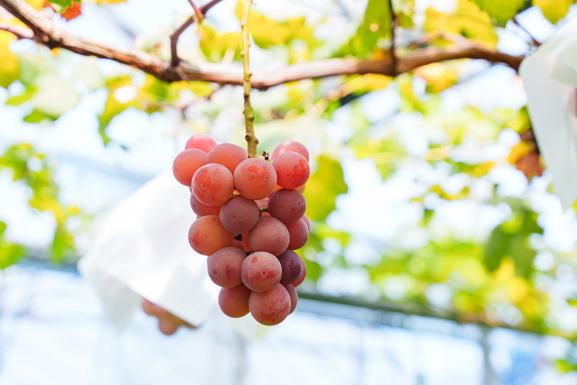 Grape Picking (Queen Nina 01)