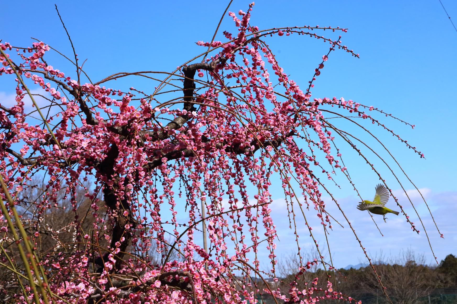 【2025年春】福岡県・梅の花鑑賞スポット