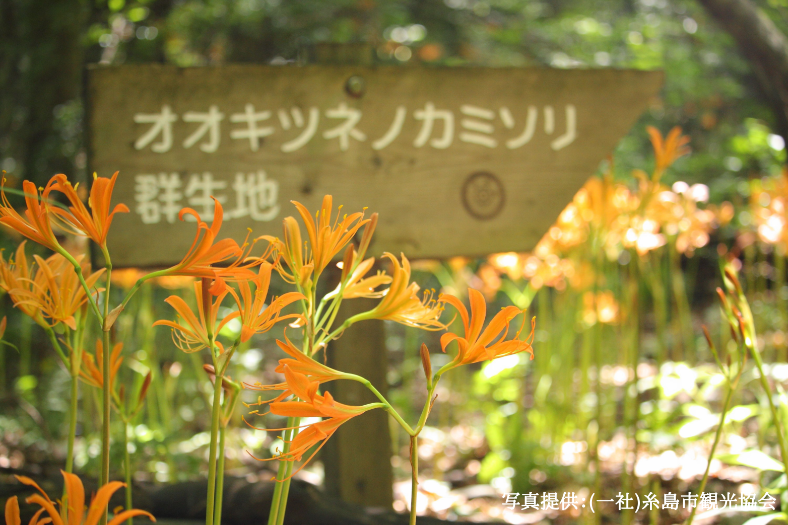 Orange spider lily