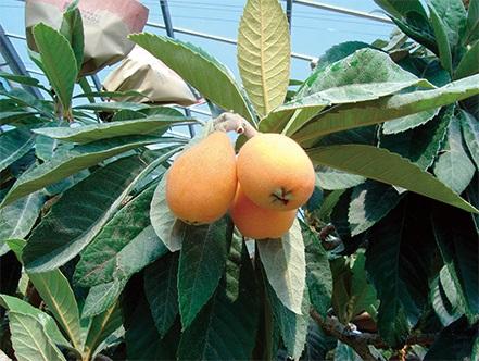 loquat (Eriobotrya japonica)