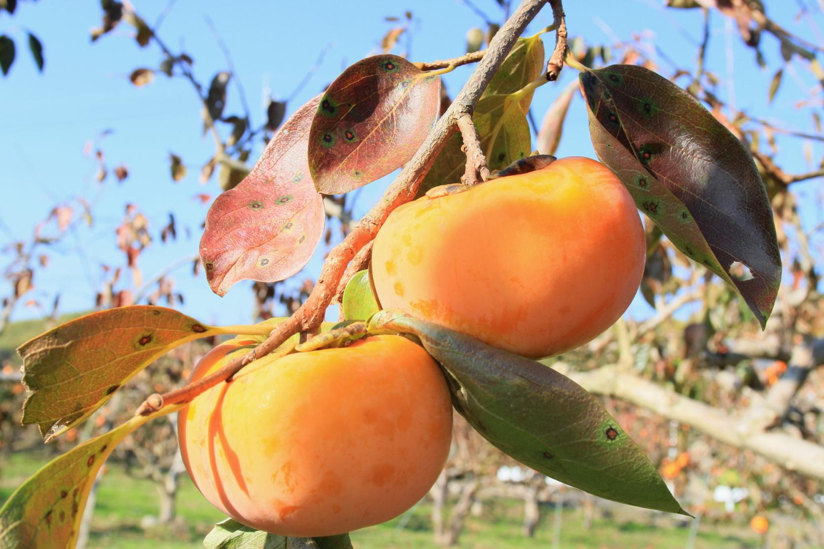 Persimmon