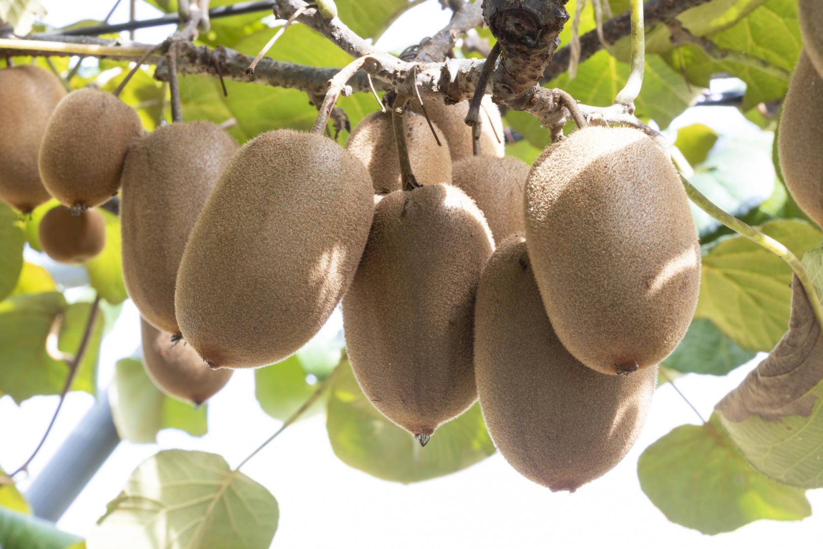 Kiwi fruit