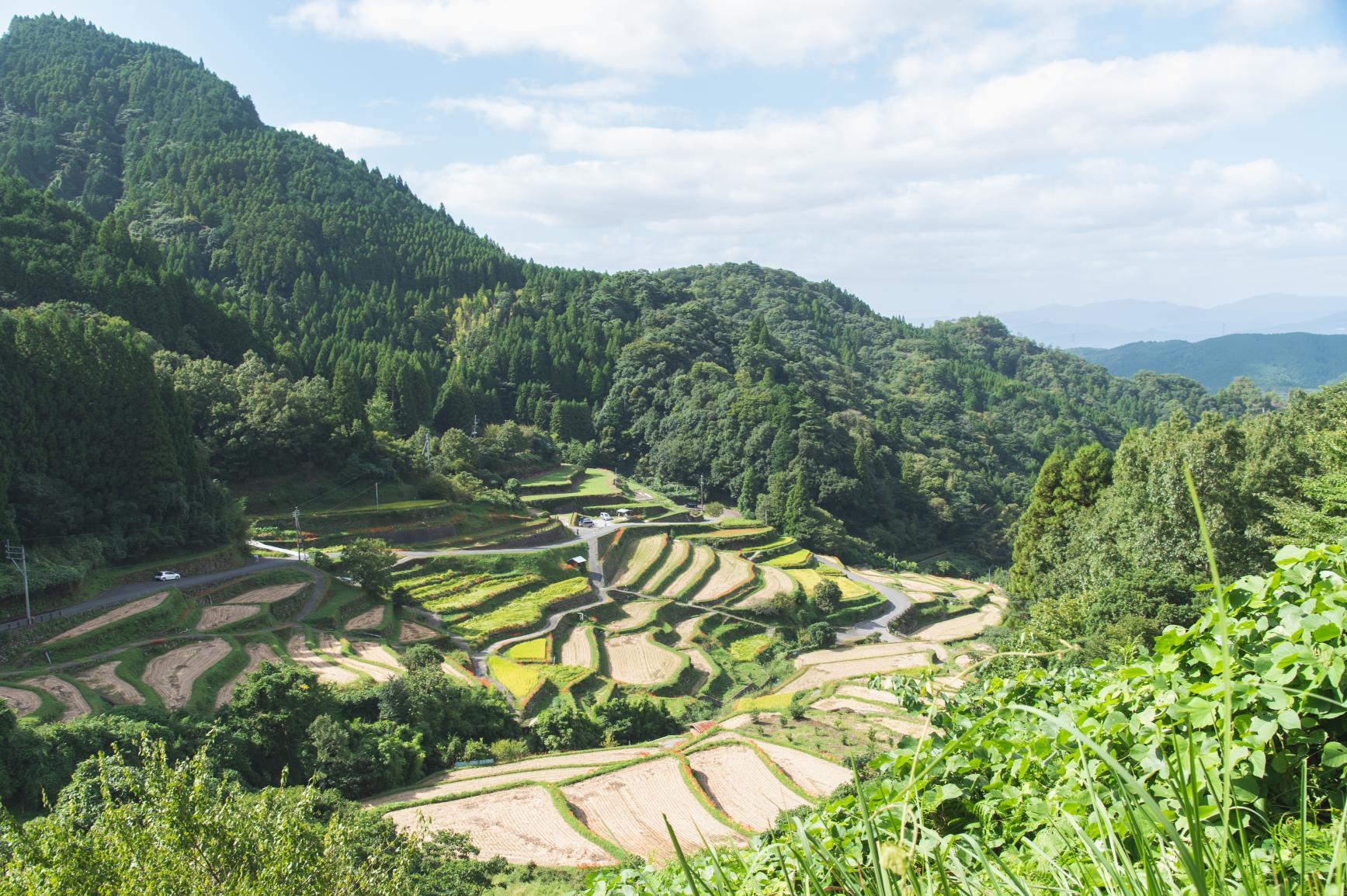 Tsuzura Terraced Rice Field Walkway