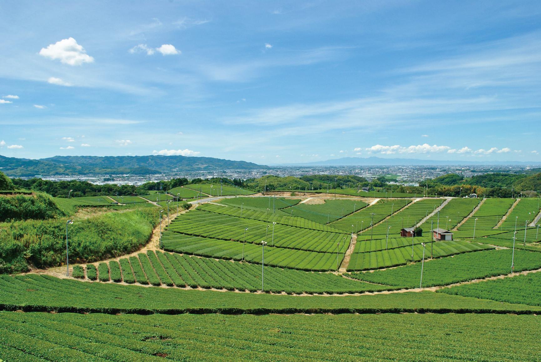 八女中央大茶園