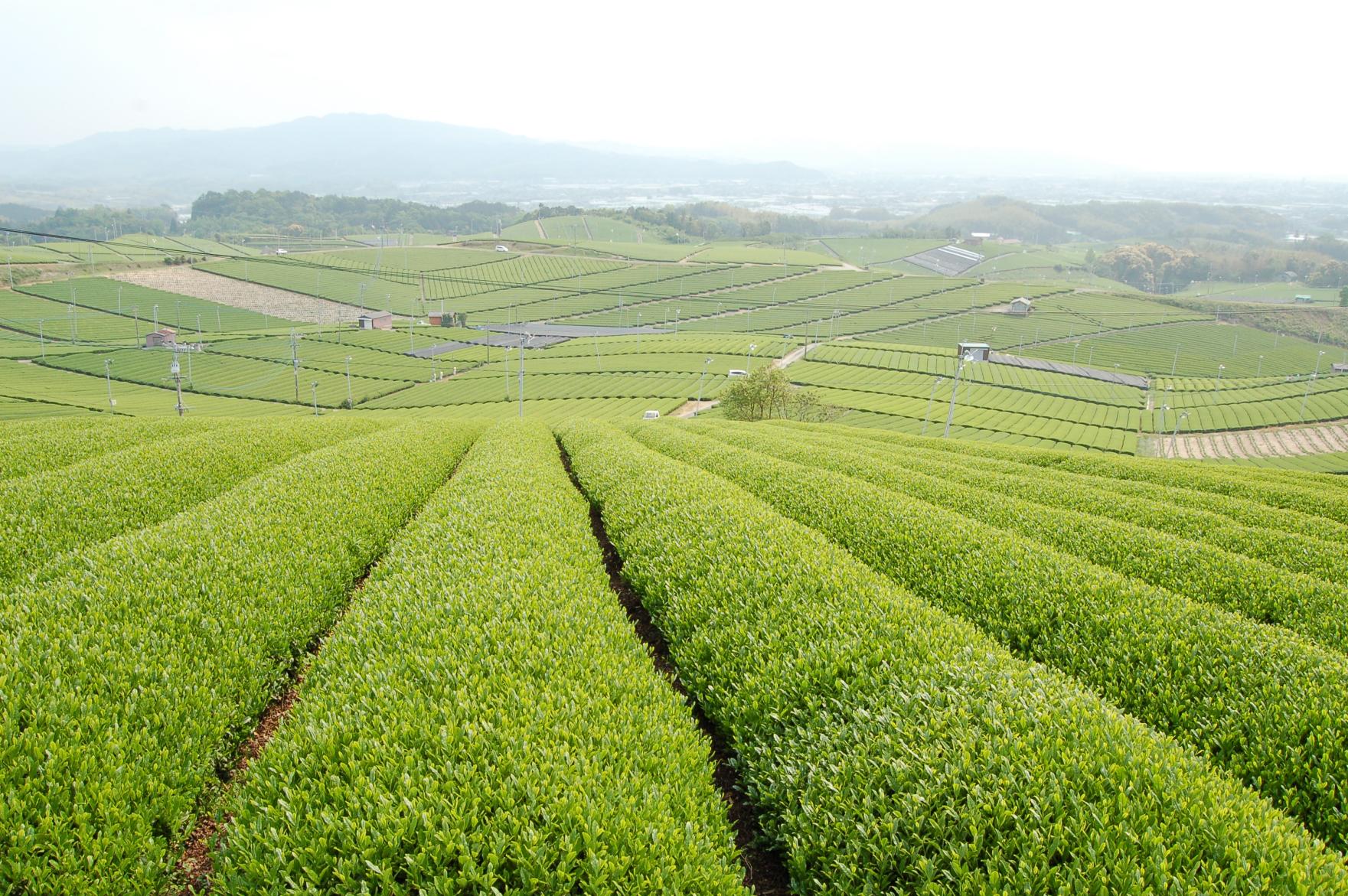 八女中央大茶園