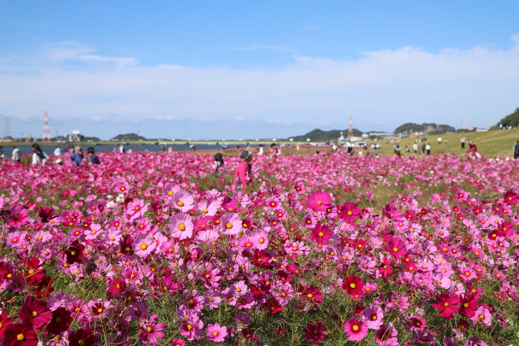 遠賀川河川敷のコスモス園