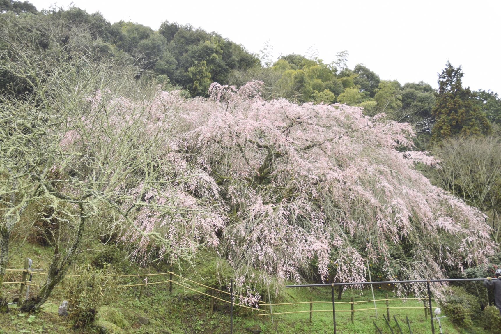 天神山しだれ桜祭り（例年3月）