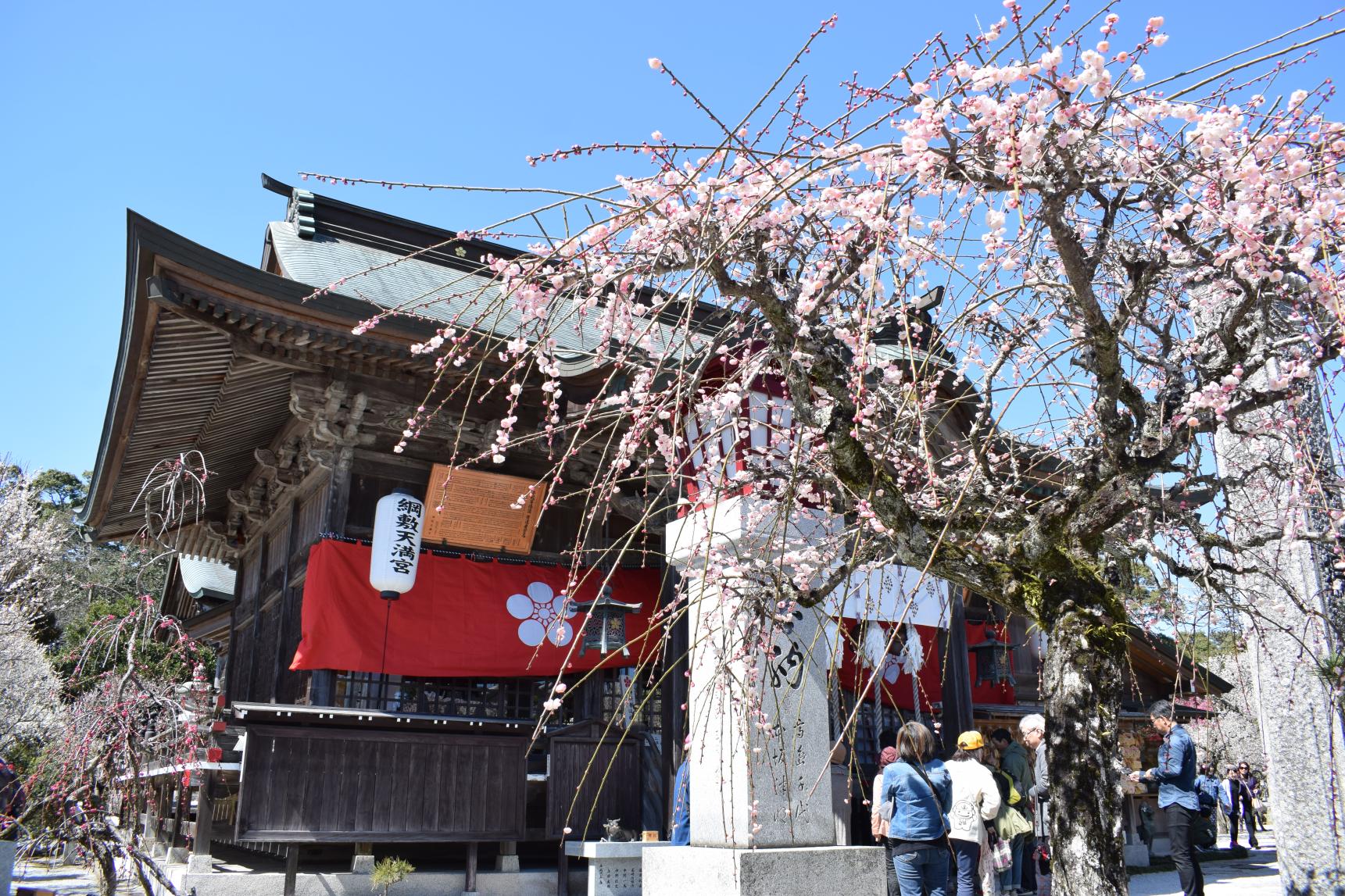 しいだ梅祭り（例年2月～3月）