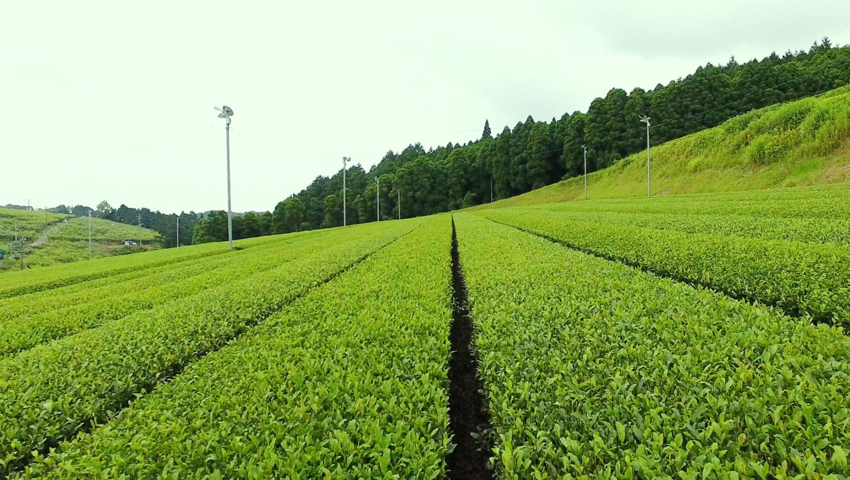 八女茶