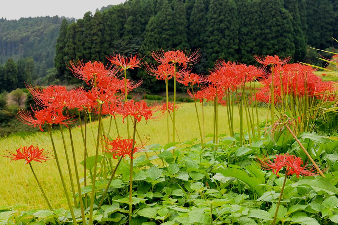 鹿里棚田（八女市星野村）-0