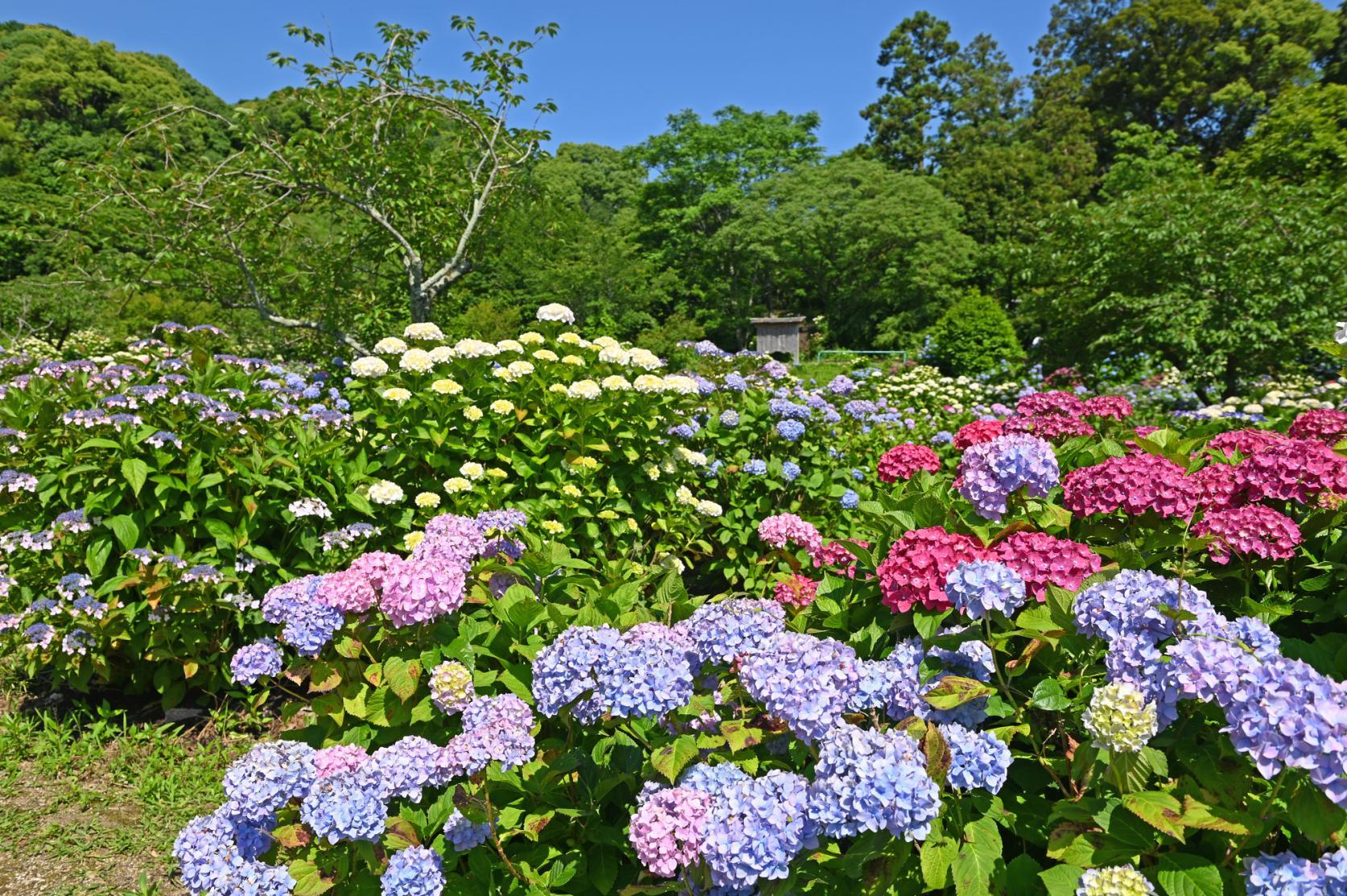 筑紫野市ってどんなところ？-1