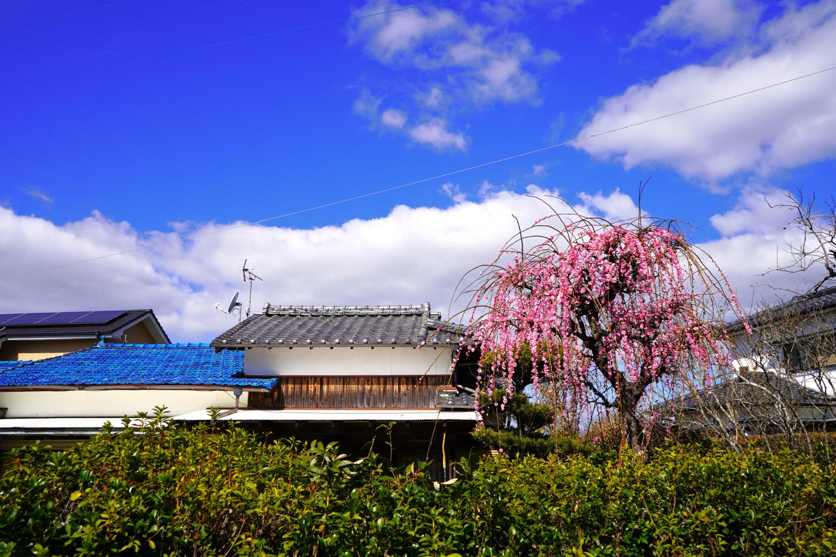 三山・清水山路線-3