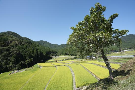 ＜東峰村での楽しみ方➀＞四季折々の美しさが織りなす棚田の絶景-3