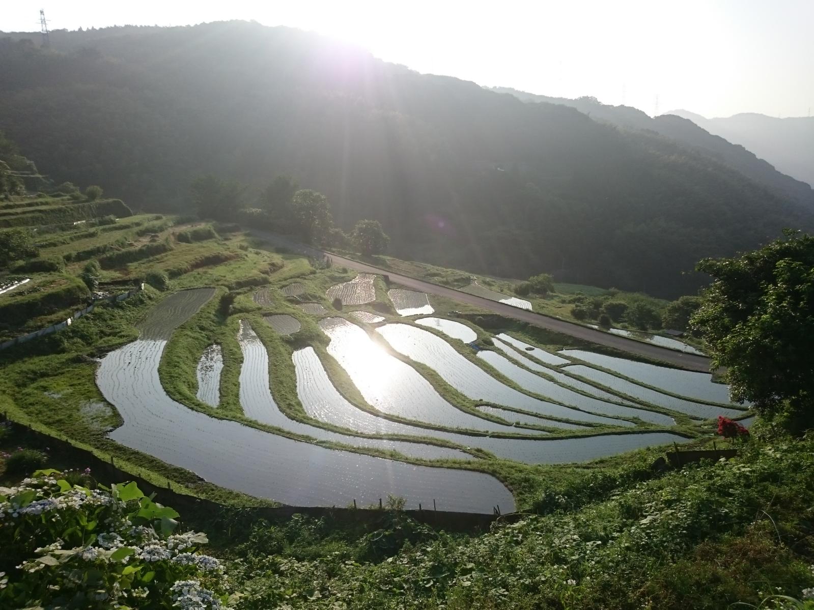 ＜苅田町での楽しみ方➀＞絶景！平尾台を満喫するトレッキング-3