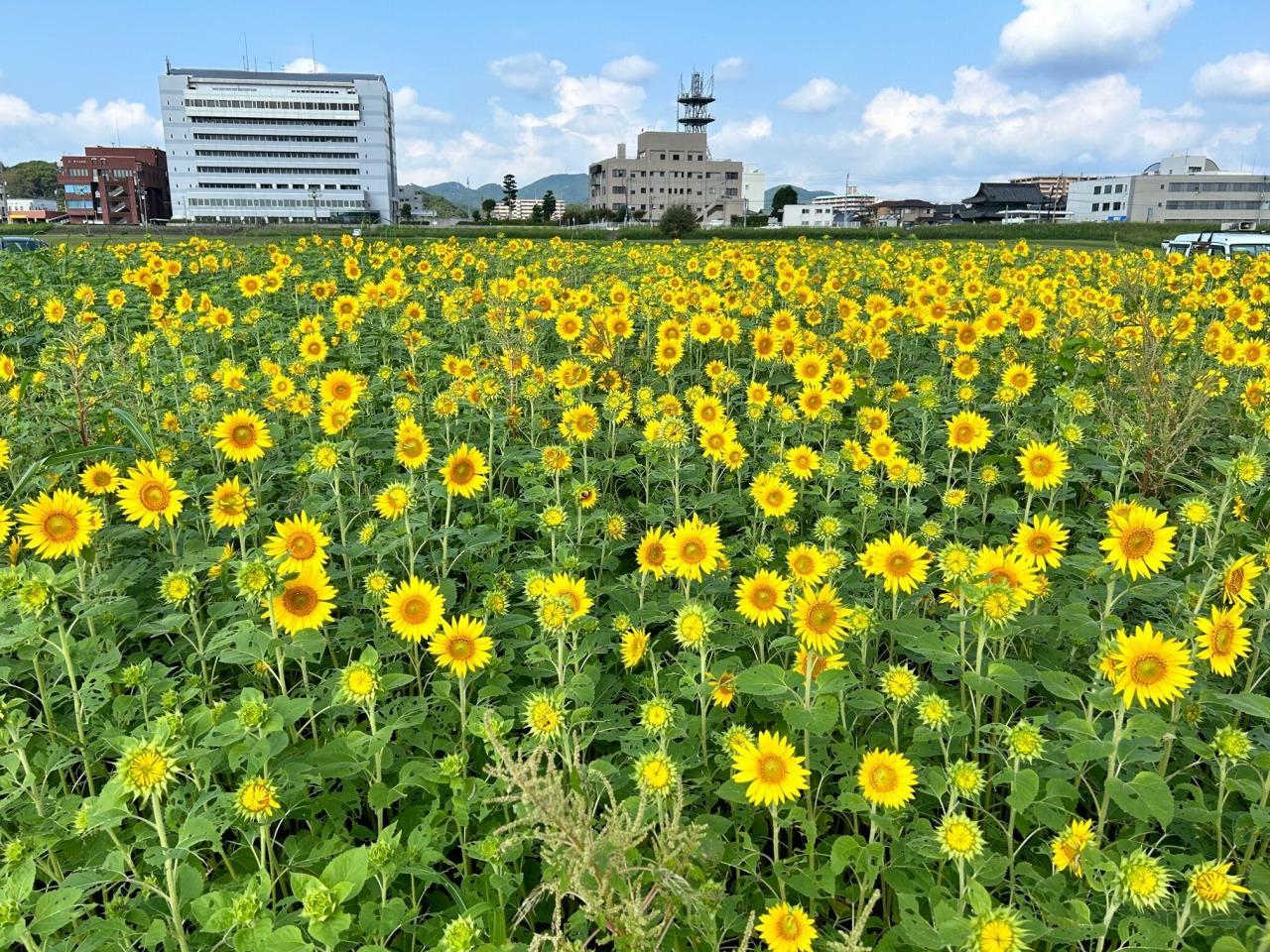 ＜直方市での楽しみ方➀＞四季折々の豊かな自然に出会える！遠賀川沿いをのんびり散策-5