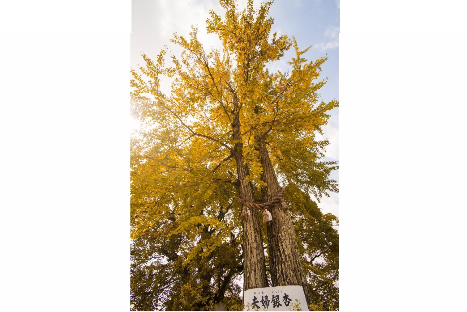 ＜小郡市での楽しみ方➀＞恋人の聖地！「七夕伝説の里」で縁結びスポットめぐり-3