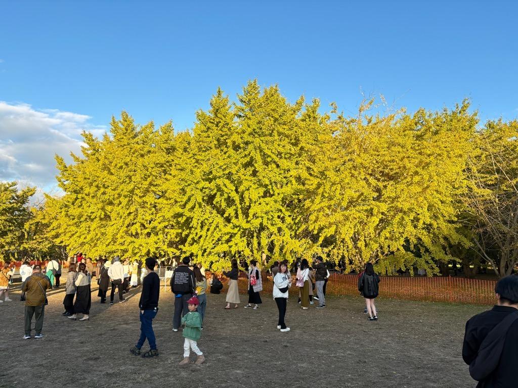 ＜広川町での楽しみ方②＞黄金色に輝くイチョウ並木-5