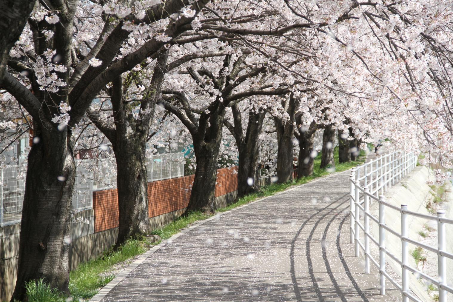 ＜志免町での楽しみ方②＞町を彩る桜並木-0