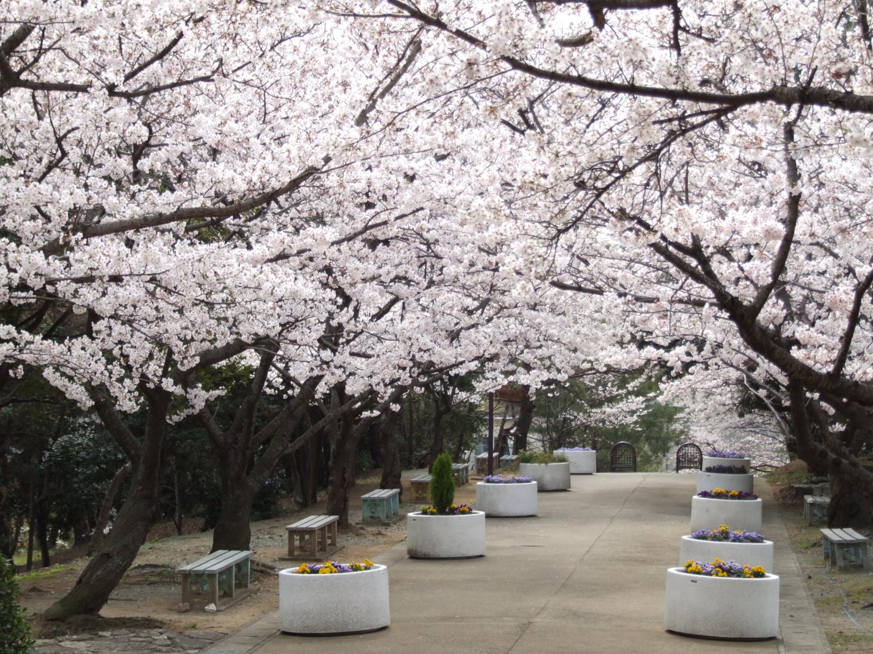 ＜志免町での楽しみ方②＞町を彩る桜並木-1