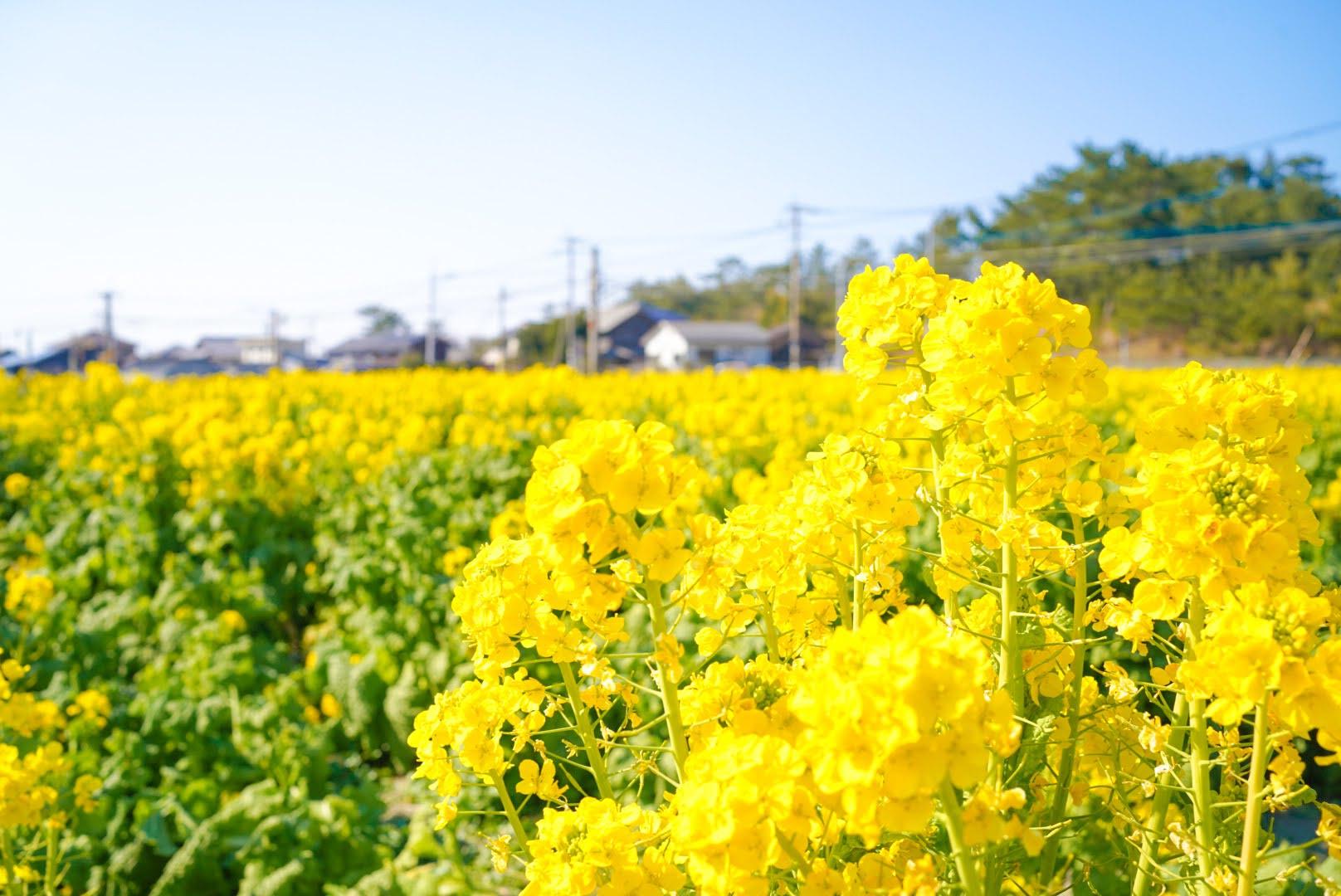 菜の花スポット-0