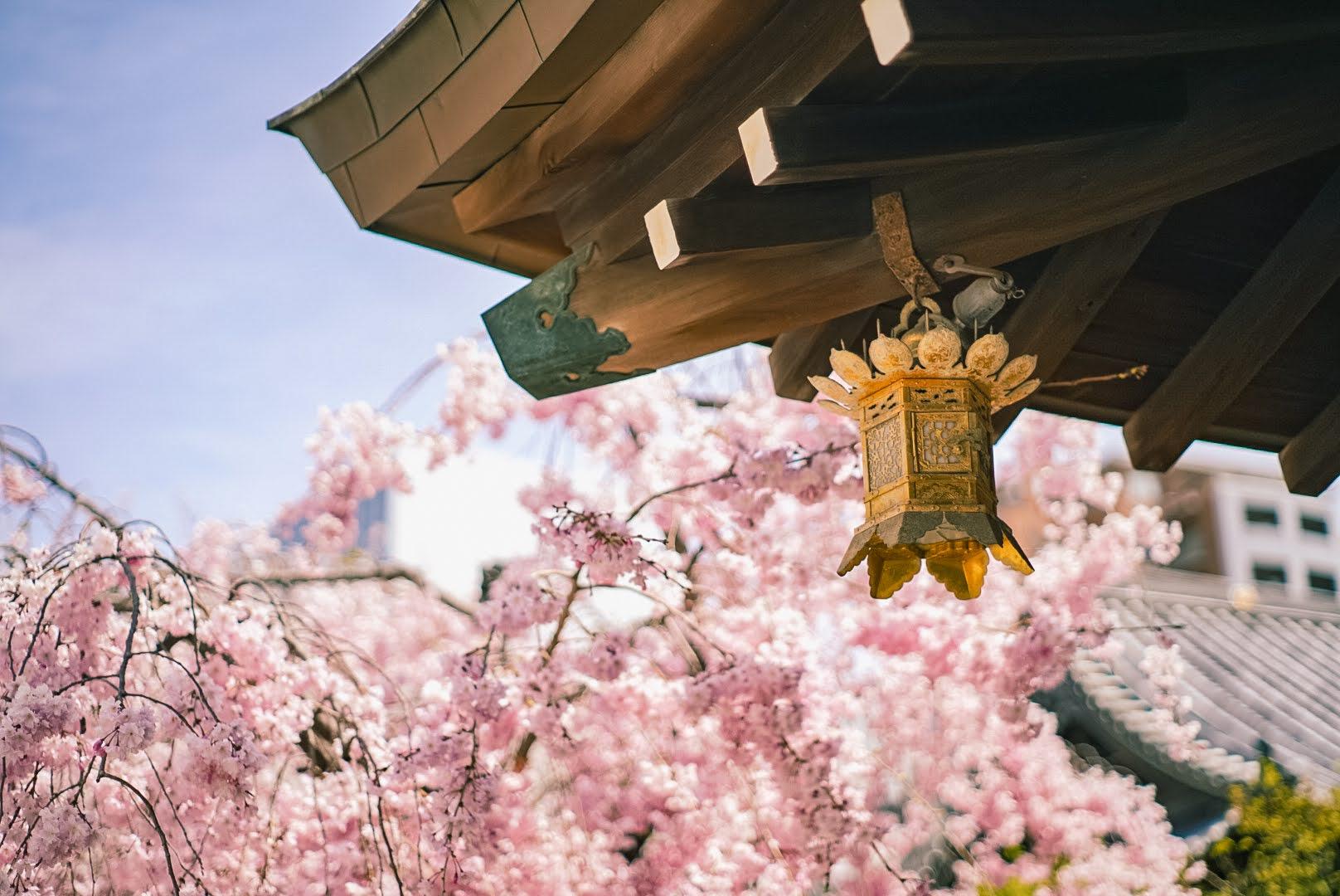 河津桜スポット-0