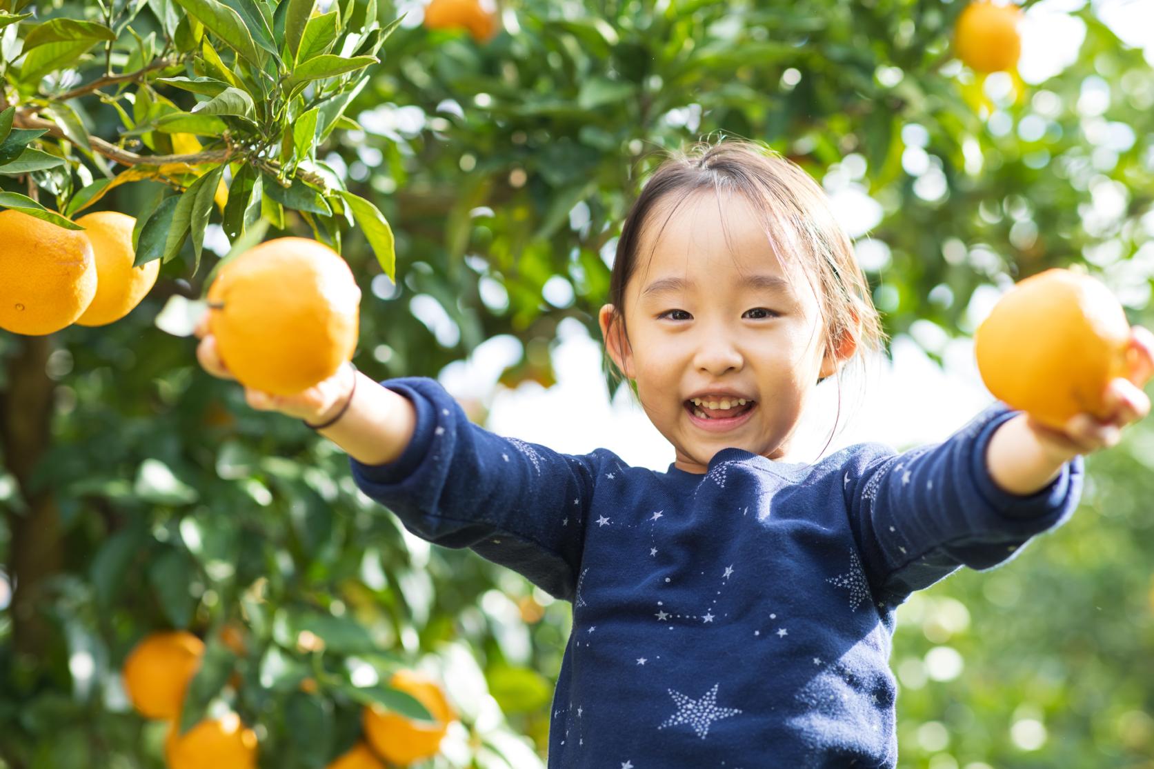 Fruit Picking in Fukuoka Prefecture