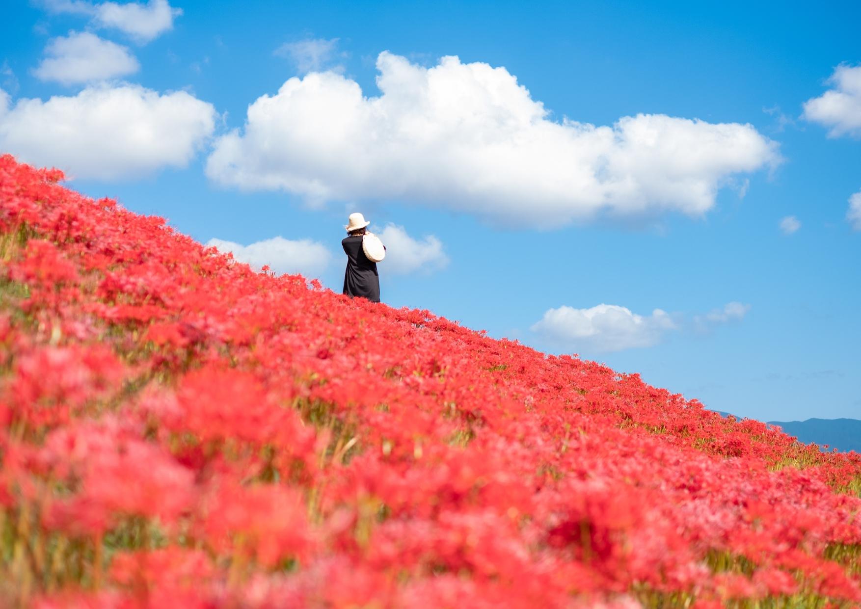 福岡県内の彼岸花が見られるスポット情報・開花情報-1