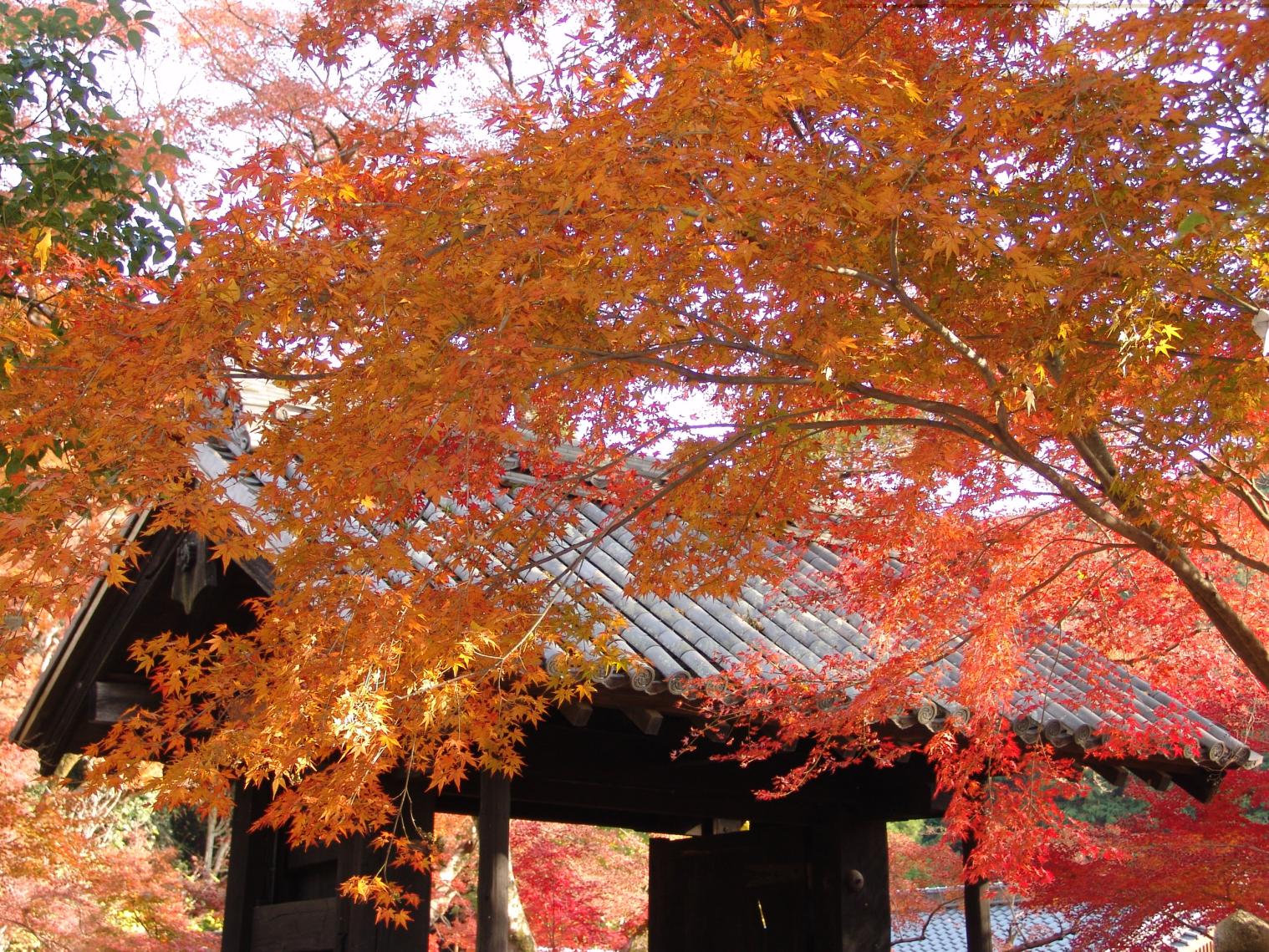 黒門の紅葉-1