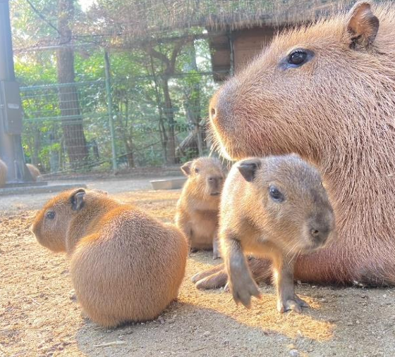 カピバラ3つ子ちゃん誕生-0