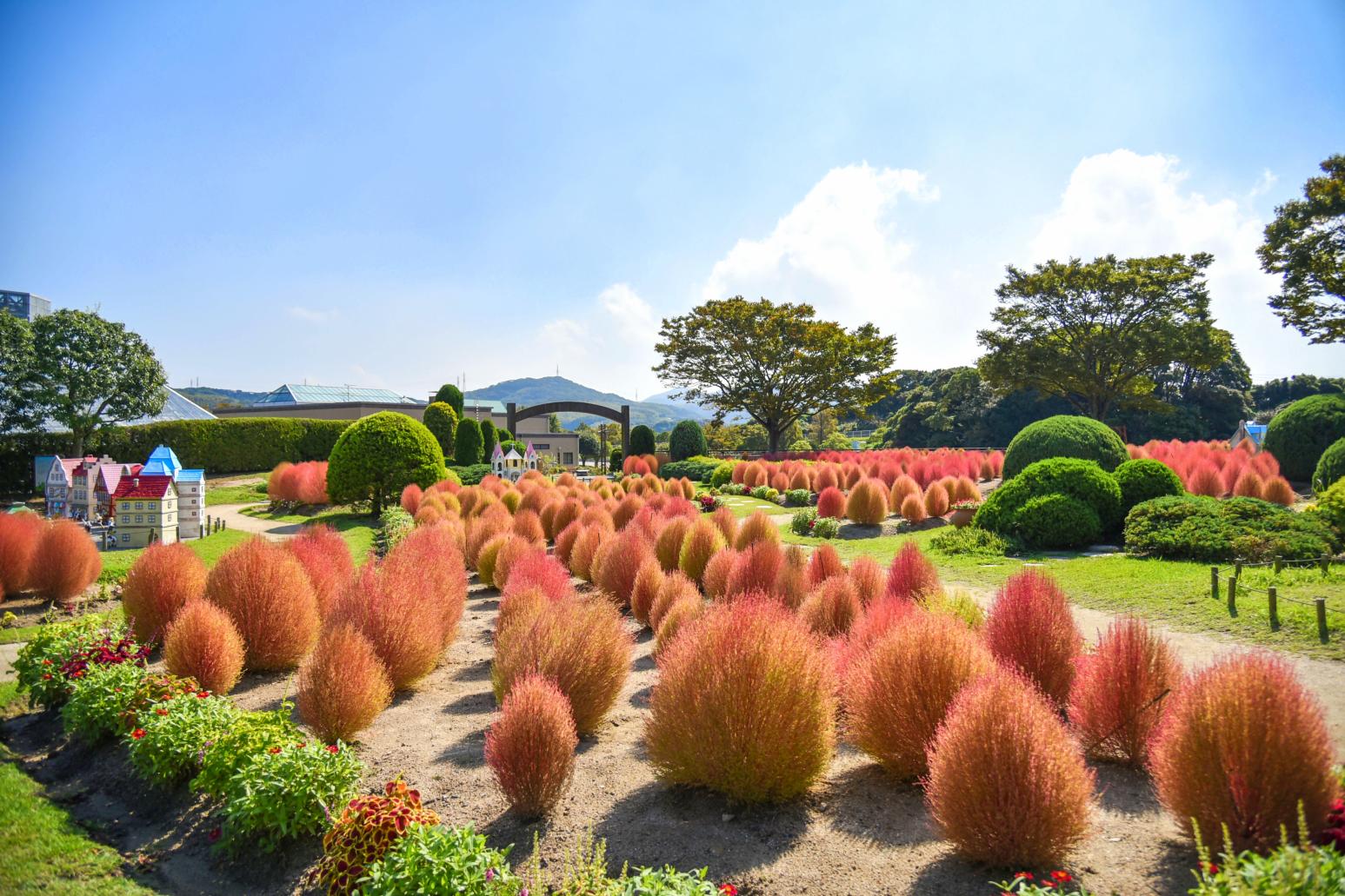 コキアの紅葉-1