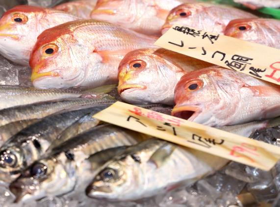 Fresh Fish Market Toto-Ichiba Ashiya-4