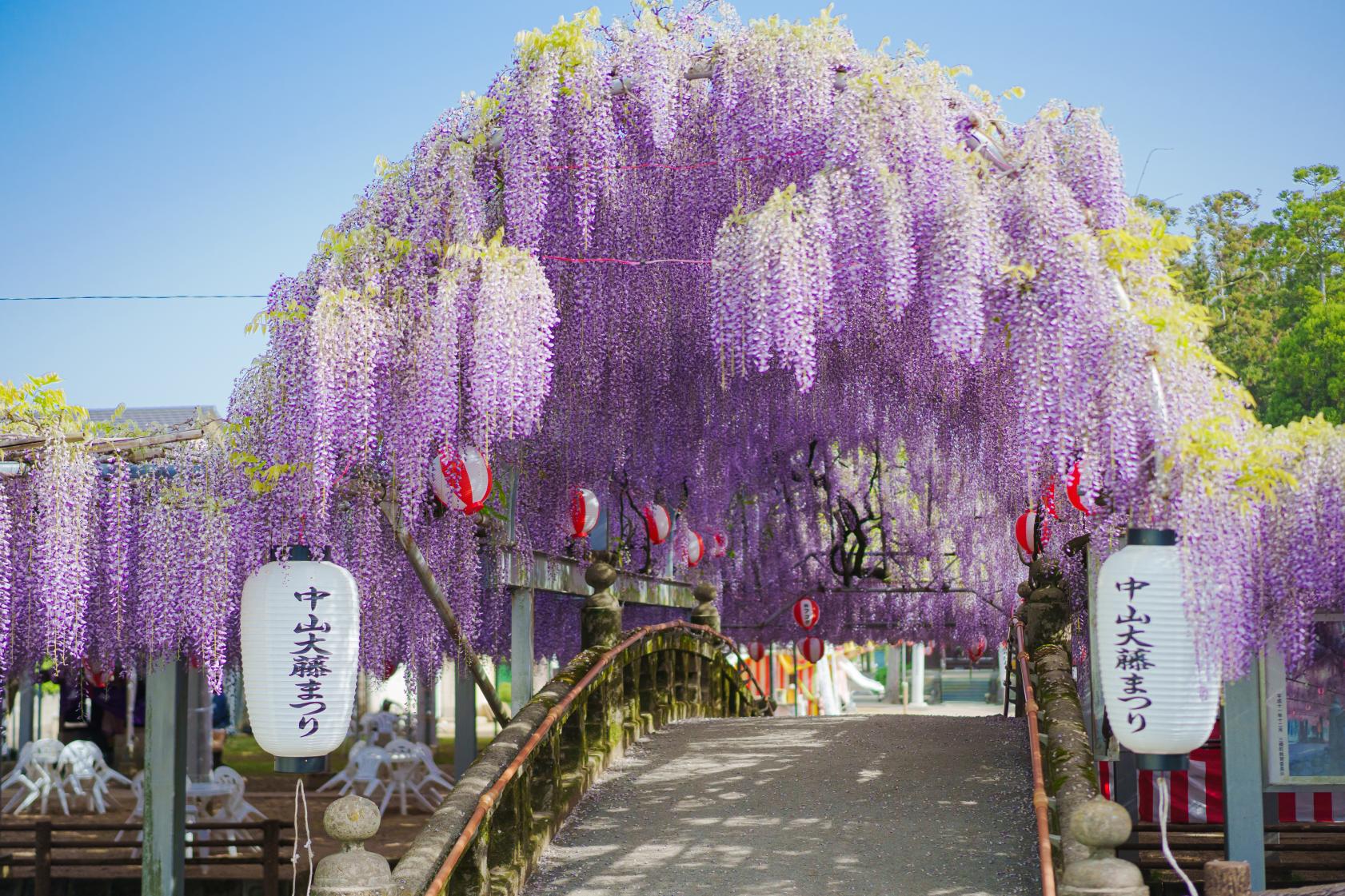 Nakayama Grand Wisteria