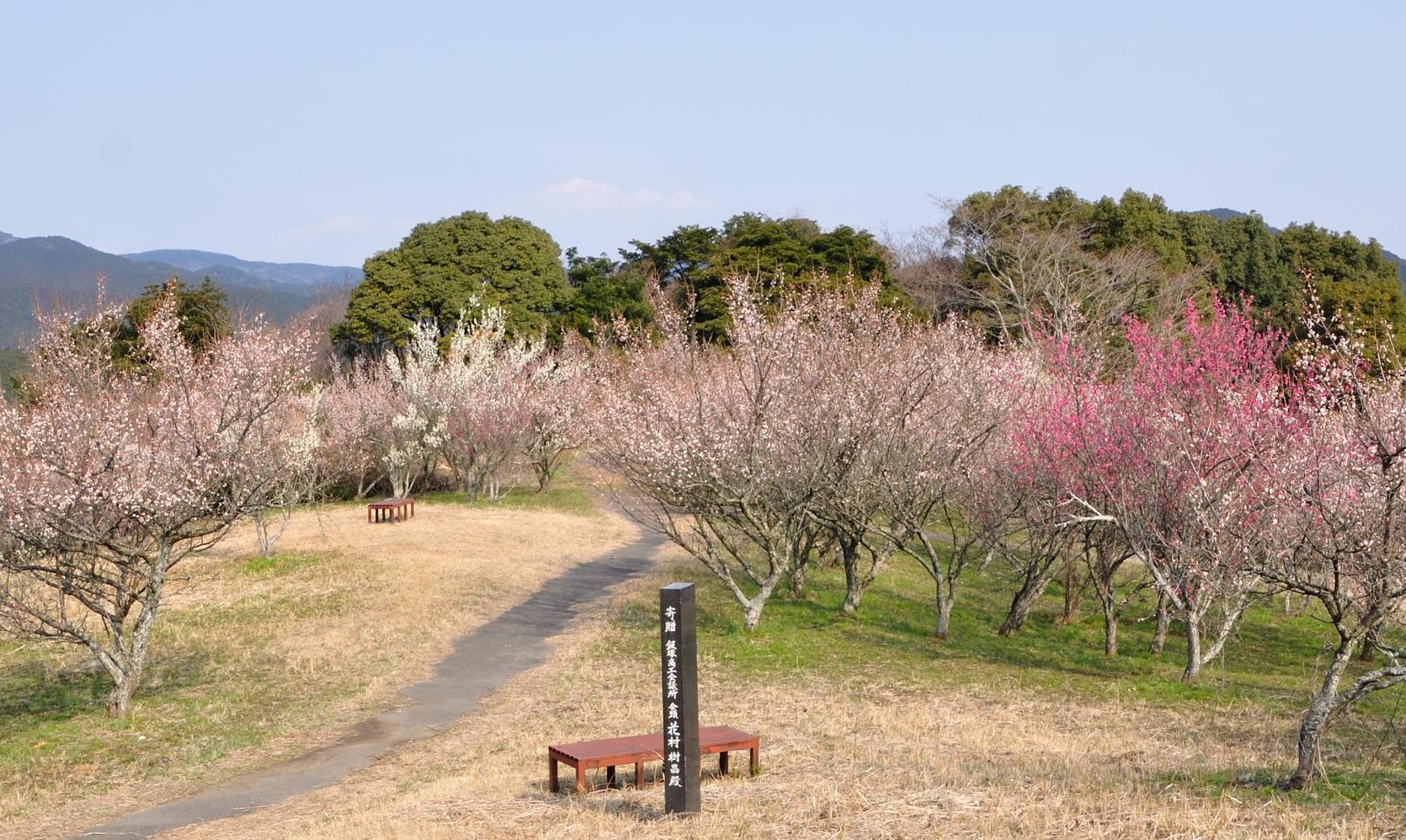 八木山花木园的梅花