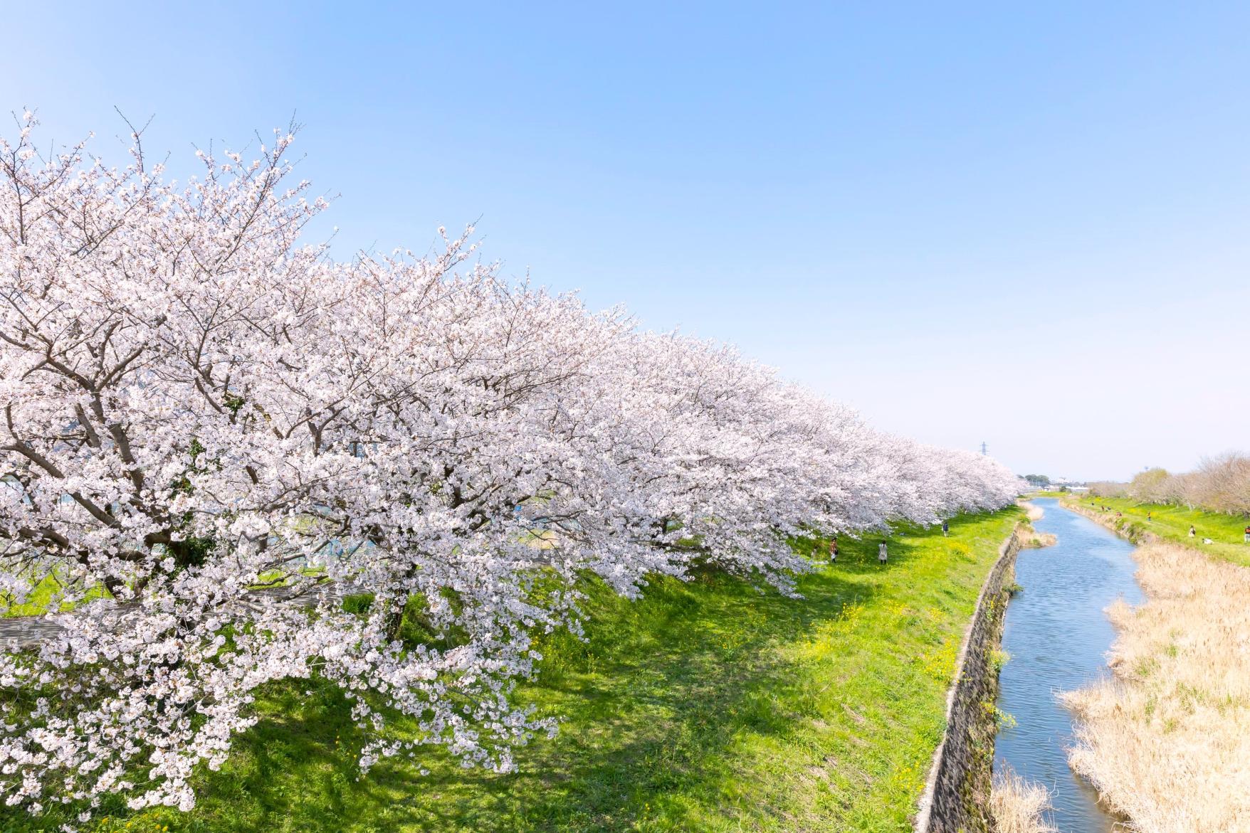 流川櫻花林蔭樹