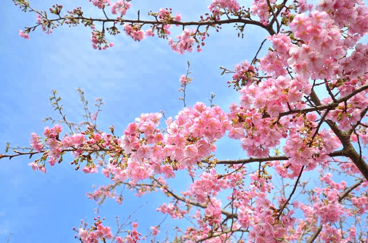 Kawazu cherry blossoms at Shizuhouen-1