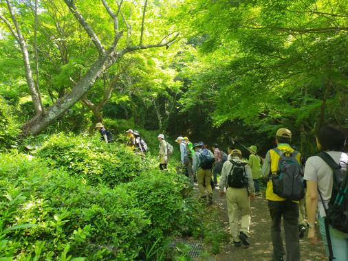 宮地嶽自然歩道トレッキング-0