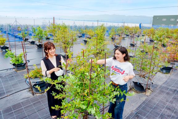 久留米市　ブルーベリー狩り（観光農園ブルーベリーの村）-6